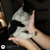 Sam I am, a male Australian Cattle Dog and Beagle for sale in Massillon, OH – 2 of 5