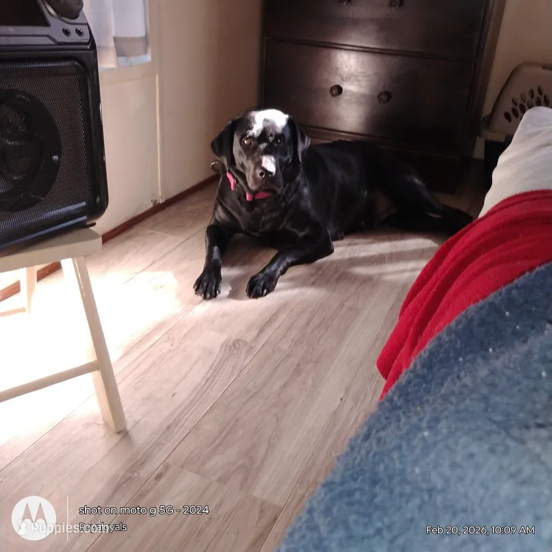 Chickapea – Labrador Retriever puppy for sale in Massillon, OH