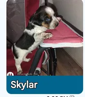 Skylar, a male Australian Cattle Dog and Beagle for sale in Massillon, OH – 1 of 5