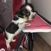 Skylar, a male Australian Cattle Dog and Beagle for sale in Massillon, OH – 3 of 3