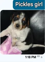 Pickles, a female Australian Cattle Dog and Beagle for sale in Massillon, OH – 2 of 5