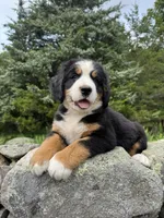Sunny, a female Bernese Mountain Dog for sale in North Stonington, CT – 1 of 3