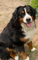 Ruby, a female Bernese Mountain Dog for sale in North Stonington, CT – Photo 4 of 5