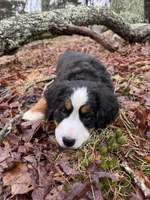 Ruby, a female Bernese Mountain Dog for sale in North Stonington, CT – Photo 2 of 5