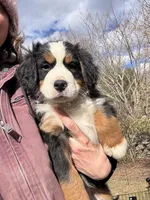Ruby, a female Bernese Mountain Dog for sale in North Stonington, CT – Photo 3 of 5