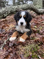 Ruby, a female Bernese Mountain Dog for sale in North Stonington, CT – Photo 1 of 5