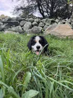 Timber, a male Bernese Mountain Dog for sale in North Stonington, CT – 2 of 4