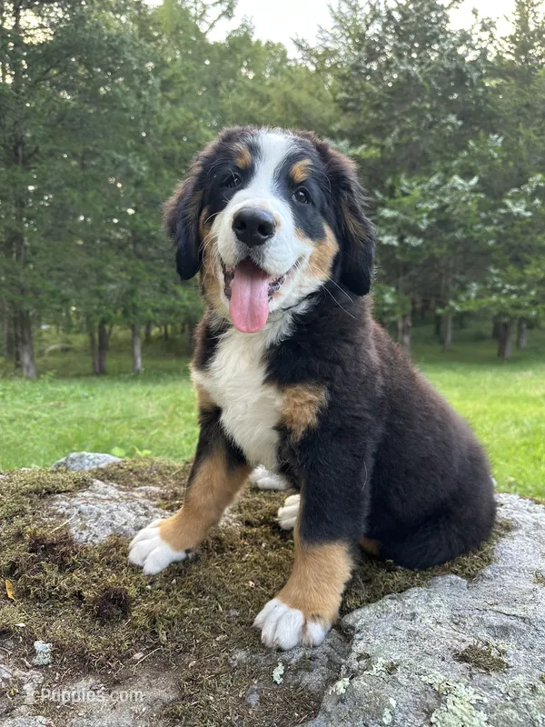 Sage – Bernese Mountain Dog puppy for sale in North Stonington, CT