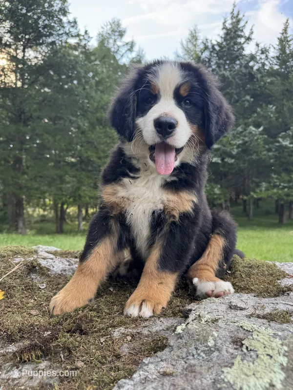 Timber – Bernese Mountain Dog puppy for sale in North Stonington, CT