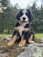 Timber, a male Bernese Mountain Dog for sale in North Stonington, CT – 1 of 4