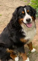 Timber, a male Bernese Mountain Dog for sale in North Stonington, CT – 4 of 4