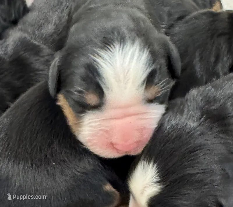 Juniper – Bernese Mountain Dog puppy for sale in Mystic, CT