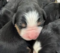 Juniper, a female Bernese Mountain Dog for sale in Mystic, CT – 1 of 1