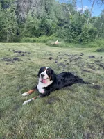 Maple, a female Bernese Mountain Dog for sale in North Stonington, CT – Photo 5 of 5