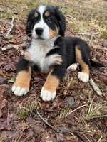 Maple, a female Bernese Mountain Dog for sale in North Stonington, CT – Photo 3 of 5