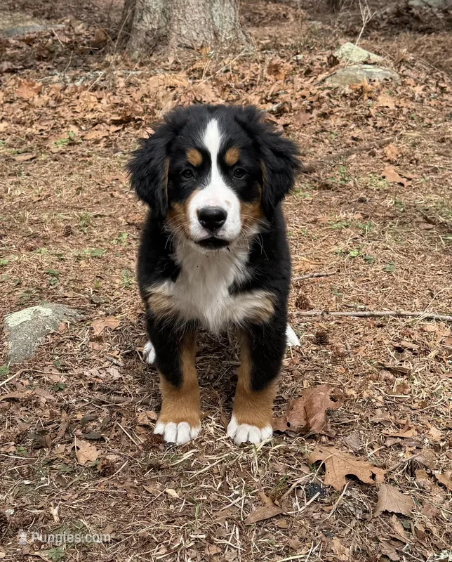 Maple – Bernese Mountain Dog puppy for sale in North Stonington, CT