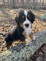 Maple, a female Bernese Mountain Dog for sale in North Stonington, CT – Photo 2 of 5