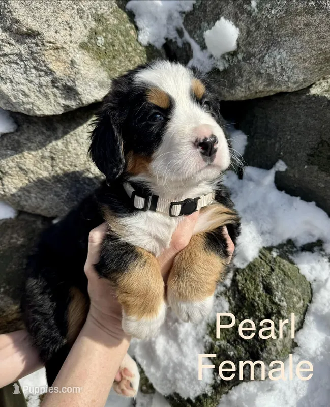 Pearl, a female Bernese Mountain Dog for sale in North Stonington, CT – Photo 1 of 3