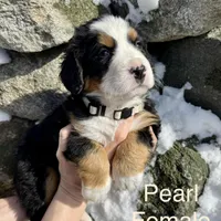 Pearl, a female Bernese Mountain Dog for sale in North Stonington, CT – Photo 1 of 3