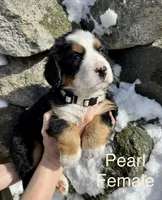 Pearl, a female Bernese Mountain Dog for sale in North Stonington, CT – Photo 1 of 3
