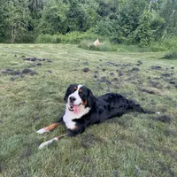 Pearl, a female Bernese Mountain Dog for sale in North Stonington, CT – Photo 3 of 3