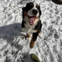 Teddy, a male Bernese Mountain Dog for sale in North Stonington, CT – Photo 5 of 7