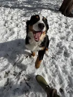 Teddy, a male Bernese Mountain Dog for sale in North Stonington, CT – Photo 5 of 7