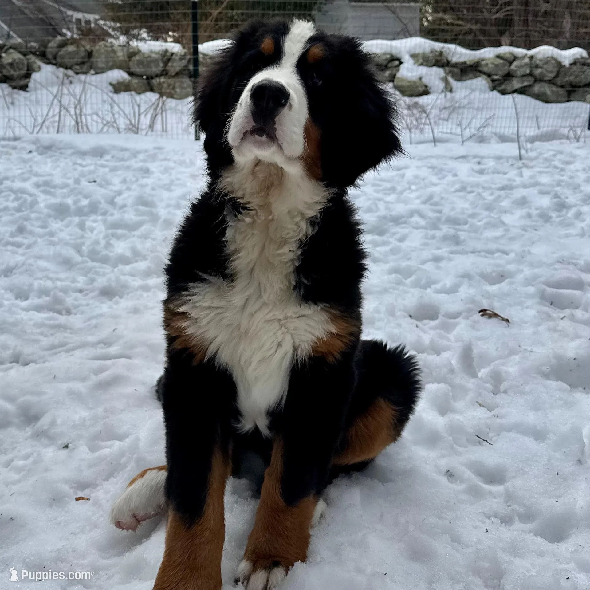 Teddy, a male Bernese Mountain Dog for sale in North Stonington, CT – Photo 2 of 7