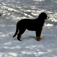 Teddy, a male Bernese Mountain Dog for sale in North Stonington, CT – Photo 4 of 7