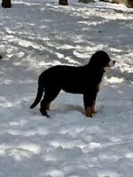 Teddy, a male Bernese Mountain Dog for sale in North Stonington, CT – Photo 4 of 7