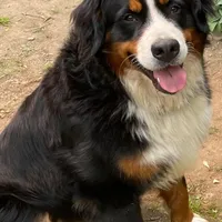 Teddy, a male Bernese Mountain Dog for sale in North Stonington, CT – Photo 6 of 7