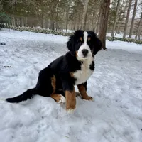 Teddy, a male Bernese Mountain Dog for sale in North Stonington, CT – Photo 3 of 7