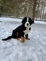 Teddy, a male Bernese Mountain Dog for sale in North Stonington, CT – Photo 3 of 7
