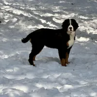 Teddy, a male Bernese Mountain Dog for sale in North Stonington, CT – Photo 1 of 7