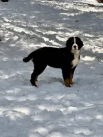 Teddy, a male Bernese Mountain Dog for sale in North Stonington, CT – Photo 1 of 7