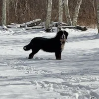 Teddy, a male Bernese Mountain Dog for sale in North Stonington, CT – Photo 7 of 7