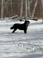 Teddy, a male Bernese Mountain Dog for sale in North Stonington, CT – Photo 7 of 7