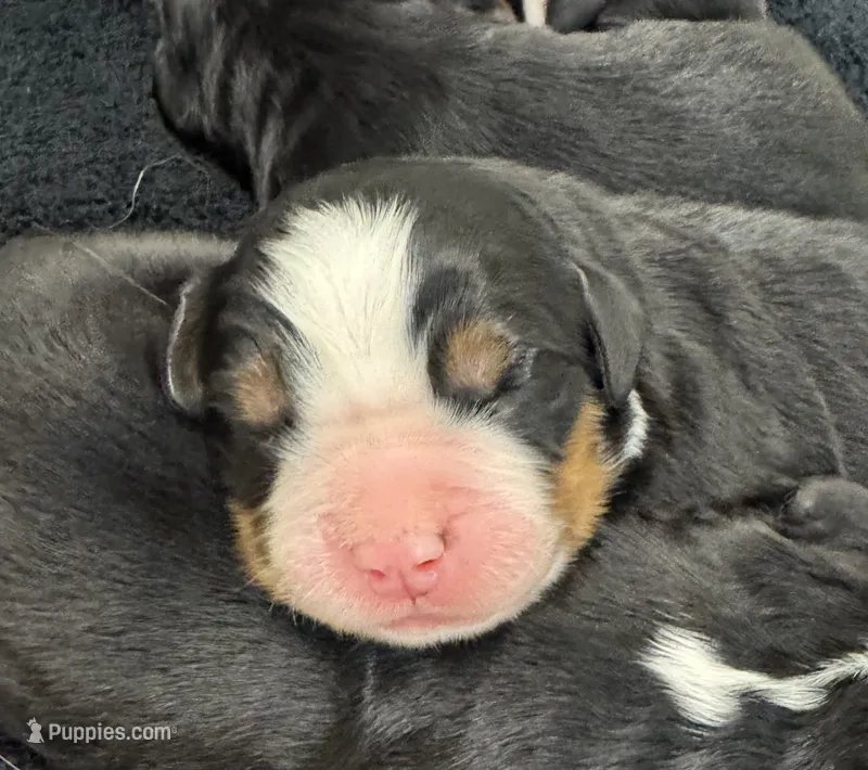 River – Bernese Mountain Dog puppy for sale in Mystic, CT