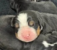 River, a male Bernese Mountain Dog for sale in Mystic, CT – 1 of 1