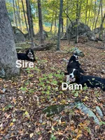 Apollo, a  Bernese Mountain Dog for sale in North Stonington, CT – Photo 5 of 5