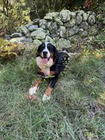 Apollo, a  Bernese Mountain Dog for sale in North Stonington, CT – Photo 3 of 5