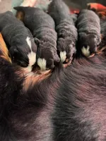 Apollo, a  Bernese Mountain Dog for sale in North Stonington, CT – Photo 2 of 5