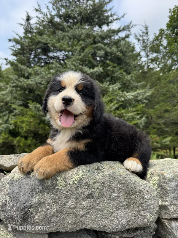 River – Bernese Mountain Dog puppy for sale in North Stonington, CT