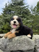 River, a male Bernese Mountain Dog for sale in North Stonington, CT – 1 of 3