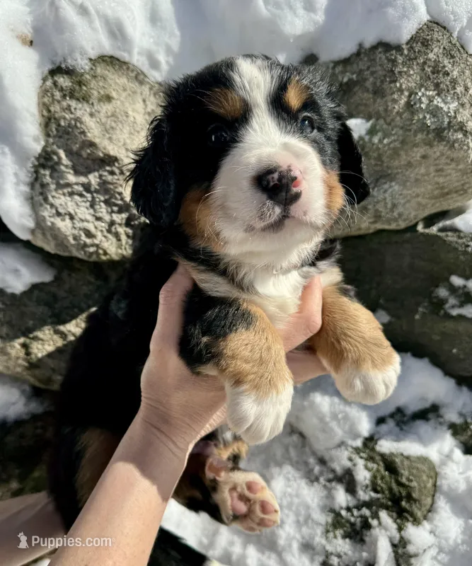 Otto, a male Bernese Mountain Dog for sale in North Stonington, CT – Photo 1 of 1