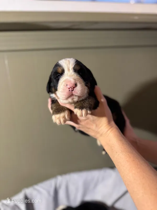 Apollo – Bernese Mountain Dog puppy for sale in North Stonington, CT
