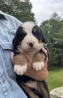 Ember, a female Bernese Mountain Dog for sale in North Stonington, CT – 1 of 3