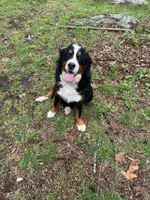 Ember, a female Bernese Mountain Dog for sale in North Stonington, CT – 3 of 3