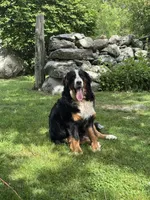 Sage, a female Bernese Mountain Dog for sale in North Stonington, CT – 2 of 3