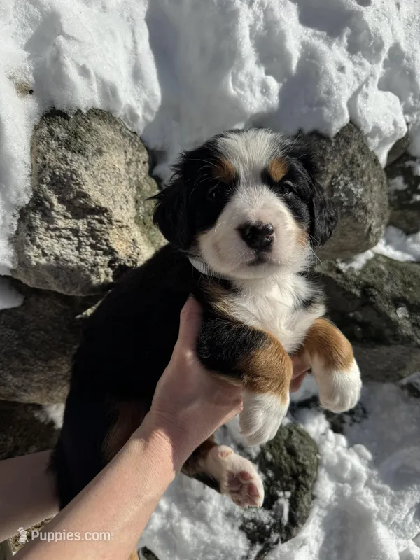 Aurora, a female Bernese Mountain Dog for sale in North Stonington, CT – Photo 1 of 1